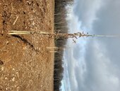 Février 2021 - Plantation